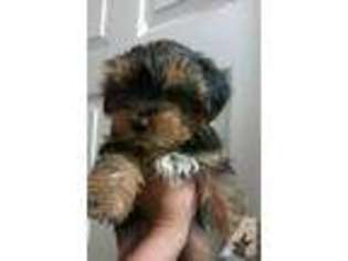 Yorkshire Terrier Puppy for sale in SAVANNAH, GA, USA