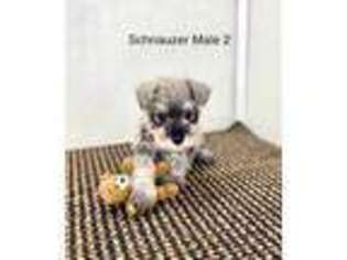 Mutt Puppy for sale in Gordonsville, TN, USA