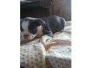 Boston Terrier Puppy for sale in Hicksville, OH, USA