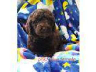 Labradoodle Puppy for sale in Edenton, NC, USA
