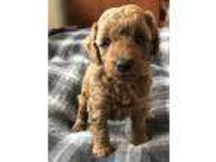 Goldendoodle Puppy for sale in Randolph, WI, USA