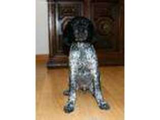 German Shorthaired Pointer Puppy for sale in Mc Cook, NE, USA