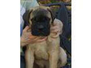 Bullmastiff Puppy for sale in Middleton, NH, USA