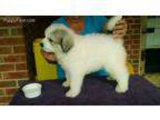 Great Pyrenees Puppy for sale in Bainbridge, GA, USA