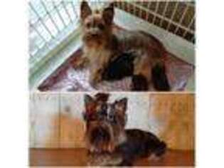 Yorkshire Terrier Puppy for sale in Idabel, OK, USA