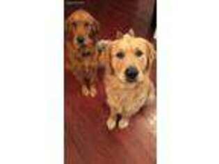 Mutt Puppy for sale in Ohatchee, AL, USA