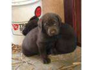 Labrador Retriever Puppy for sale in Winfield, MO, USA