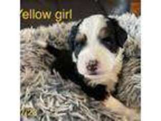 Mutt Puppy for sale in Fountain City, IN, USA