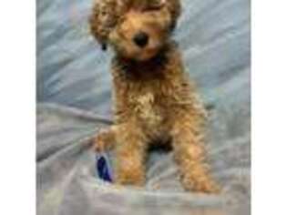Goldendoodle Puppy for sale in Schriever, LA, USA