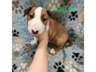 Bull Terrier Puppy for sale in Grove, OK, USA