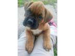 Boxer Puppy for sale in Owensboro, KY, USA