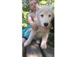 Siberian Husky Puppy for sale in Cedar, MN, USA