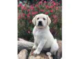 Labrador Retriever Puppy for sale in Perris, CA, USA