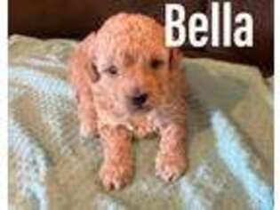 Goldendoodle Puppy for sale in Arcadia, WI, USA