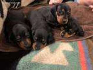 Dachshund Puppy for sale in Sacramento, CA, USA