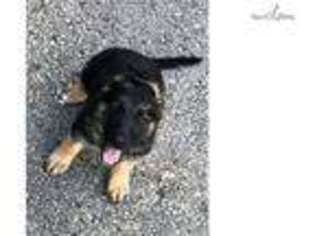 German Shepherd Dog Puppy for sale in Dayton, OH, USA