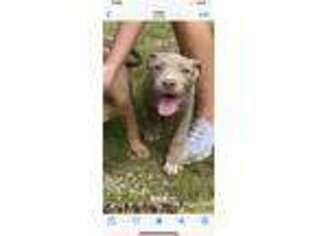 Mutt Puppy for sale in Gans, OK, USA