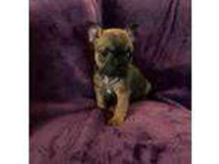 French Bulldog Puppy for sale in Temple, PA, USA