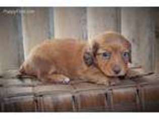 Dachshund Puppy for sale in Quinter, KS, USA