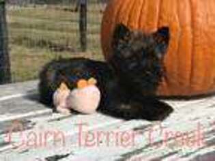 Cairn Terrier Puppy for sale in Newberry, FL, USA