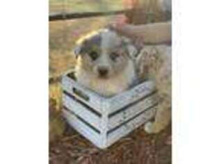 Australian Shepherd Puppy for sale in Graham, TX, USA