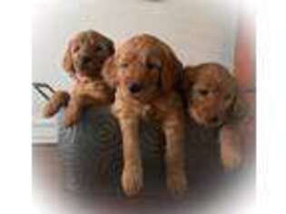 Goldendoodle Puppy for sale in Cove City, NC, USA