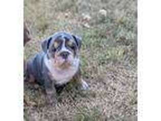 Bulldog Puppy for sale in Tulsa, OK, USA