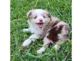 Miniature Australian Shepherd Puppy for sale in Elizabeth City, NC, USA
