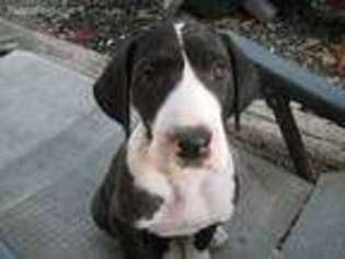 Great Dane Puppy for sale in Fresno, CA, USA