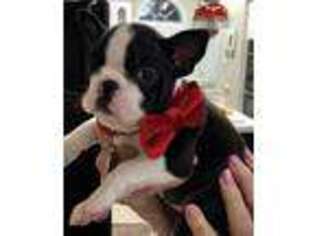 Boston Terrier Puppy for sale in Laurel, MS, USA