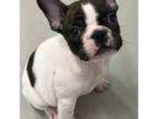 French Bulldog Puppy for sale in Baldwyn, MS, USA