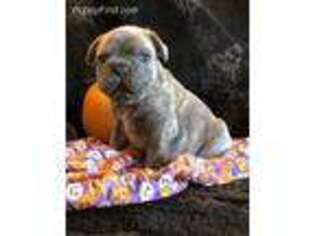 French Bulldog Puppy for sale in Missoula, MT, USA