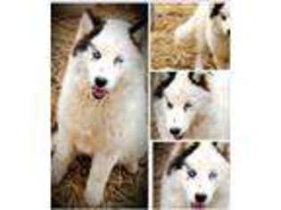 Siberian Husky Puppy for sale in Elkton, KY, USA