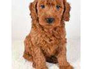 Goldendoodle Puppy for sale in San Francisco, CA, USA