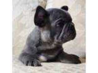 French Bulldog Puppy for sale in Clinton, IA, USA