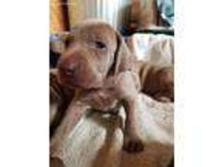 Weimaraner Puppy for sale in Blooming Prairie, MN, USA