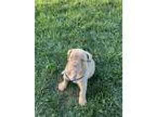 Olde English Bulldogge Puppy for sale in Murrieta, CA, USA