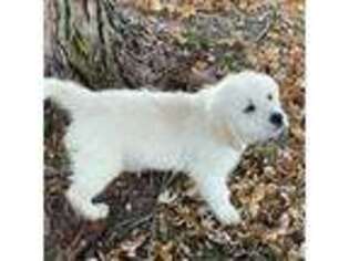 Mutt Puppy for sale in Garden Plain, KS, USA