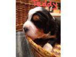 Mutt Puppy for sale in Jeromesville, OH, USA