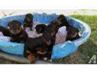 Rottweiler Puppy for sale in NEWBERG, OR, USA