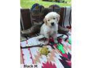 Golden Retriever Puppy for sale in Carrollton, OH, USA