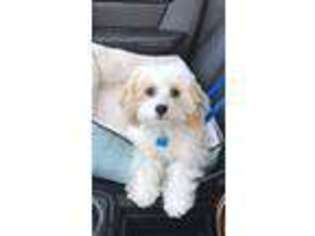 Cavachon Puppy for sale in Orland Park, IL, USA