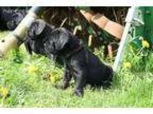 Cane Corso Puppy for sale in Olympia, WA, USA