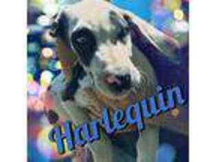 Great Dane Puppy for sale in Lake Panasoffkee, FL, USA