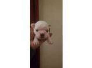 French Bulldog Puppy for sale in Monroeville, OH, USA