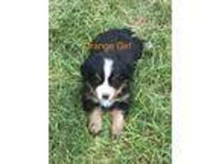 Bernese Mountain Dog Puppy for sale in Littleton, CO, USA