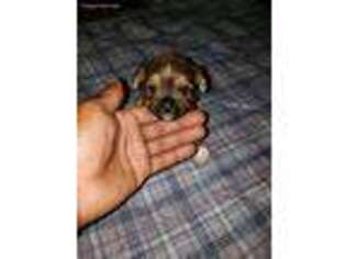 Shorkie Tzu Puppy for sale in Macon, GA, USA