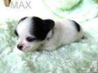 Chihuahua Puppy for sale in NEW BRAUNFELS, TX, USA