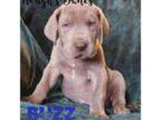 Great Dane Puppy for sale in Franksville, WI, USA