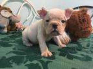 Bulldog Puppy for sale in Millheim, PA, USA